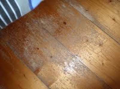 松木为什么是环保家具,松木全实木家具环保么