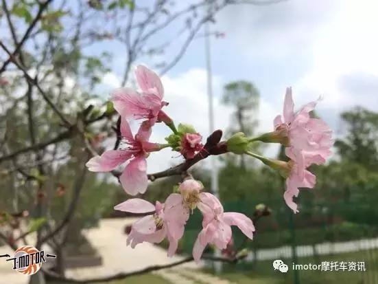 同安五羊本田迅鲨,五羊本田迅鲨爬坡