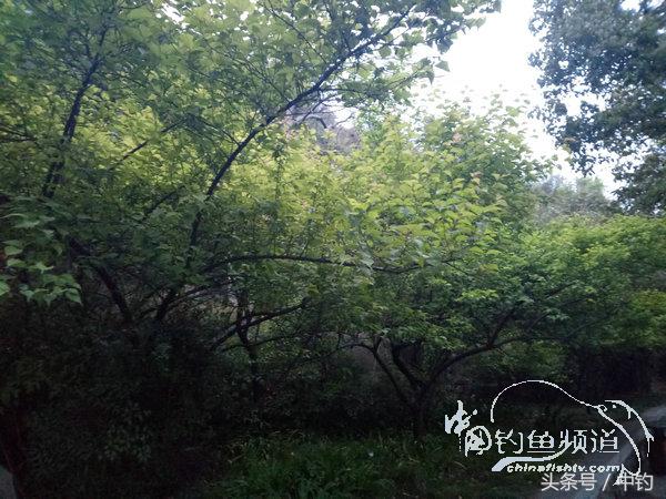 野钓日记第17期,野钓日记19天