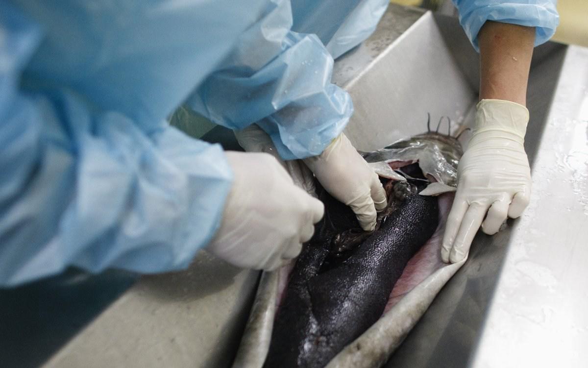 鱼子酱经典场面,带你探寻顶级鱼子酱的加工流程