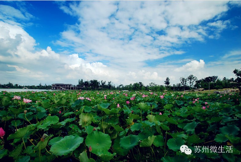 苏州最值得去的五个景点,苏州最值得去的10个景点排名