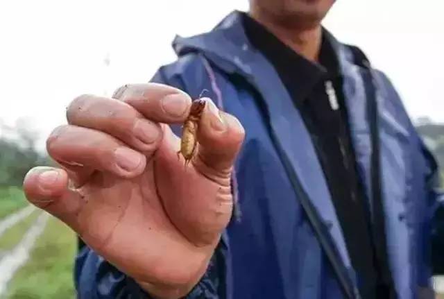 虫子卖到百元一斤,农村常见的虫子现在卖3000元一斤