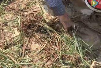 虫子卖到百元一斤,农村常见的虫子现在卖3000元一斤