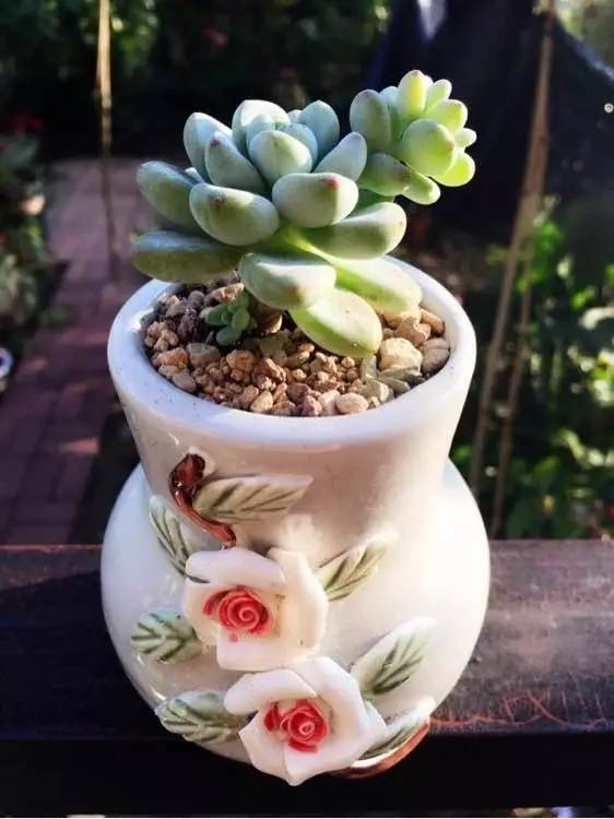 入坑仅1年，他的肉肉竟然全都大变样？！这真的是同一颗肉肉吗？