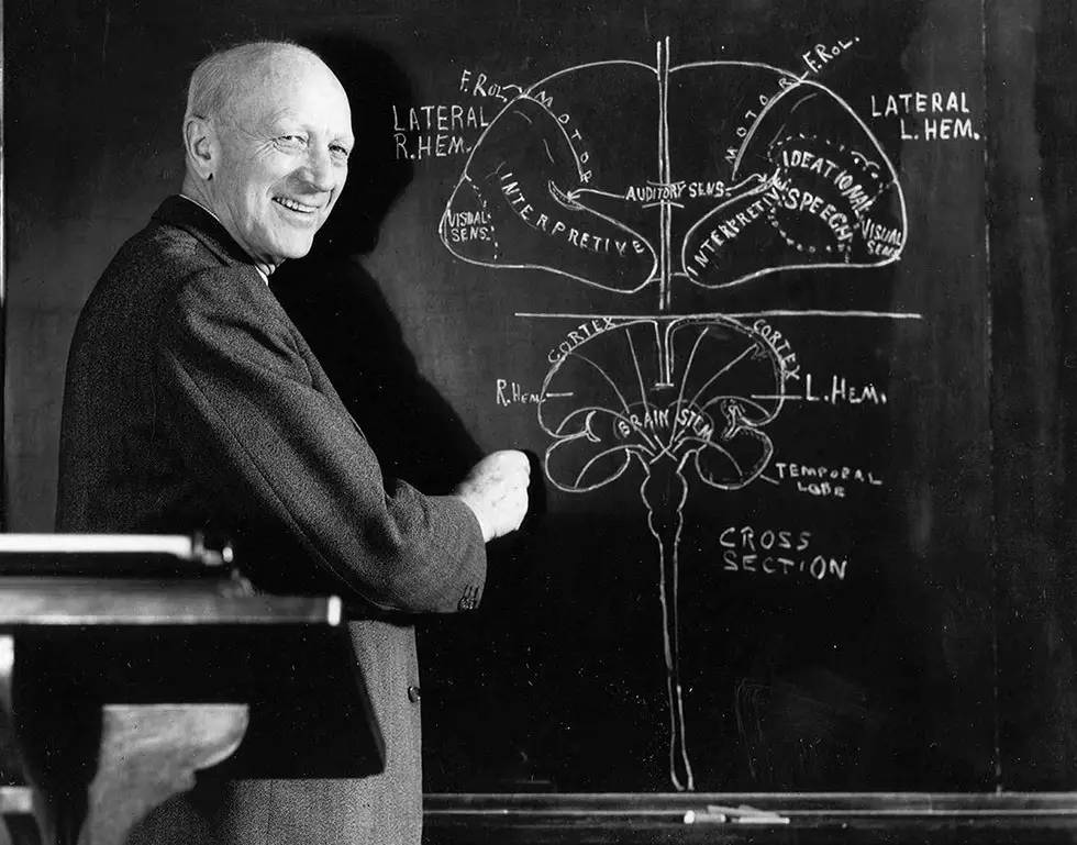 耳鬓厮磨的神经学解释是这样的