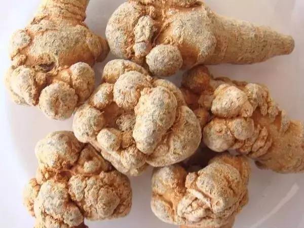 每天一味中药全集,每日一味中药三七