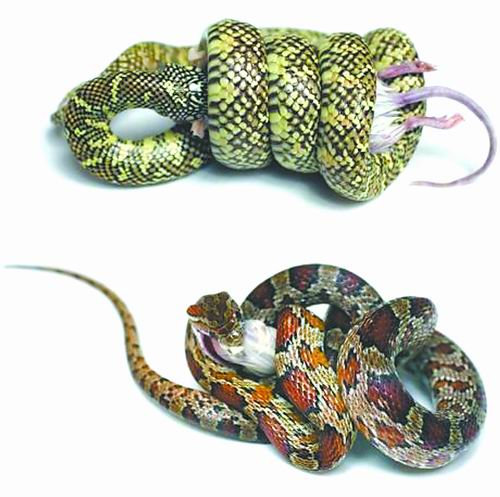 如果你是一条蛇该怎么办,如果你是一条蛇你会怎么变回人类