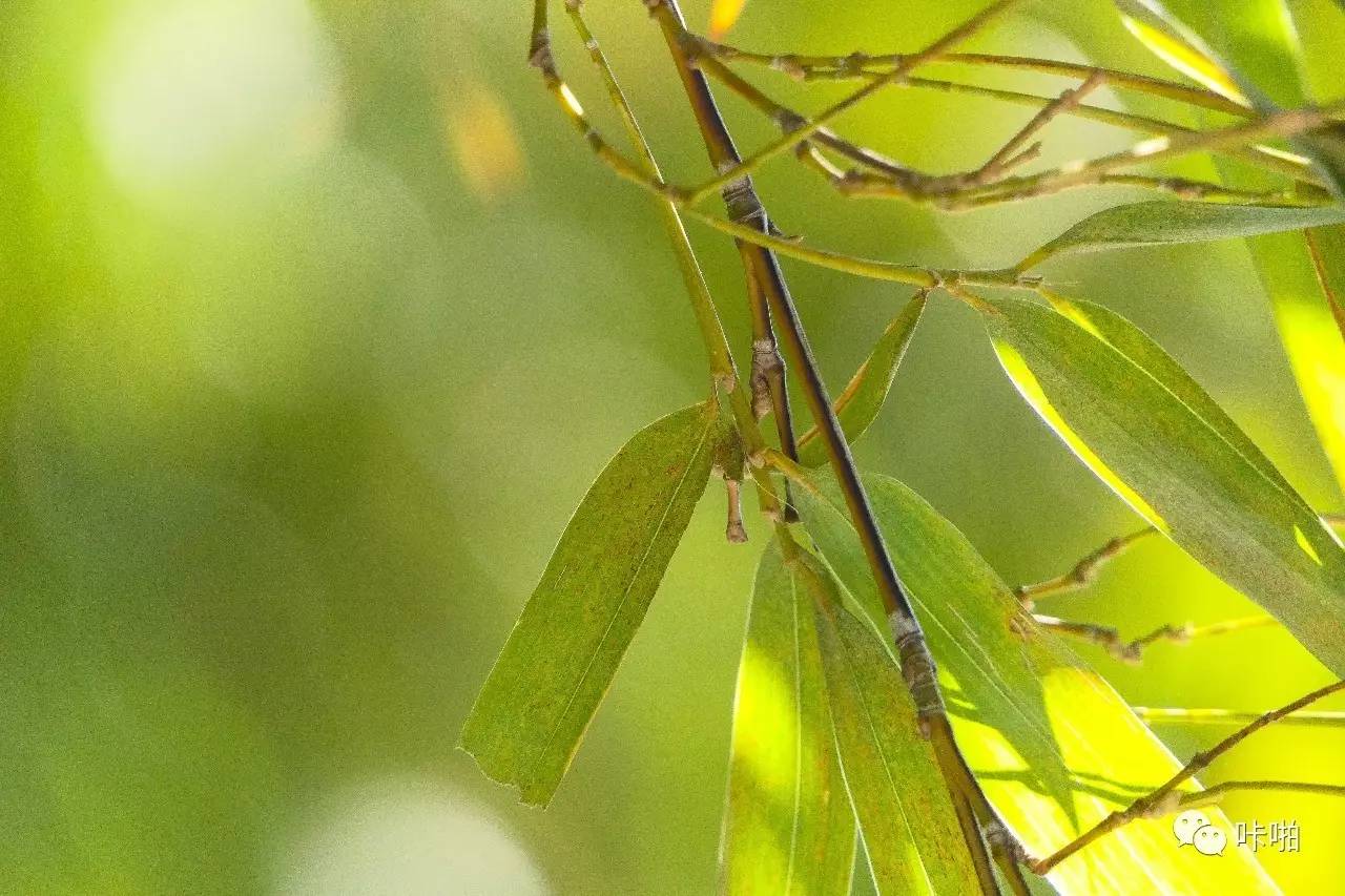 松下fz1000ii与fz2500区别,松下fz2500ii论坛