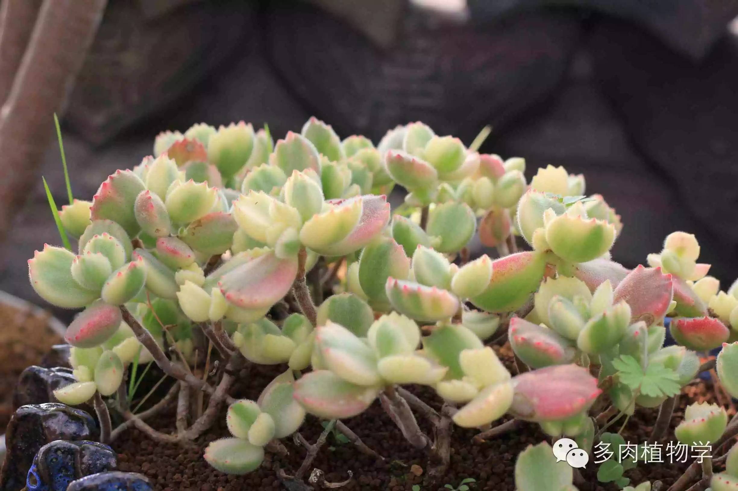 去景天韵开眼界,多肉让人浮想联翩