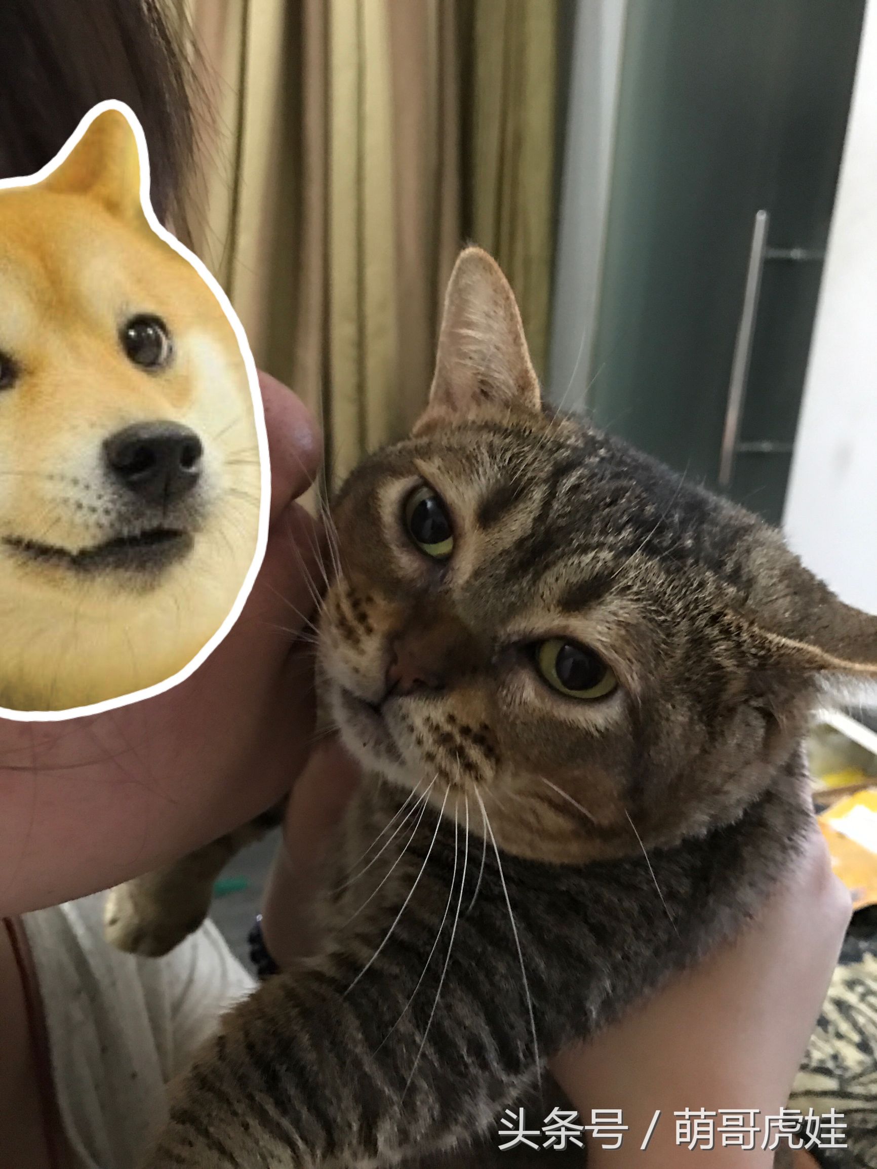 猫咪见证铲屎官的爱情,铲屎官满脸伤的亲猫咪