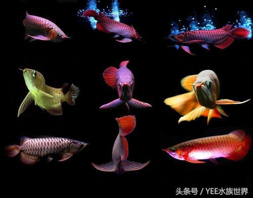 龙鱼轻微掉眼怎样治疗,龙鱼掉眼封缸是全封还是半封