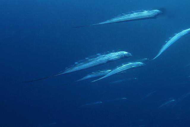 钓带鱼最好用什么饵料最好,钓带鱼用闪光灯好还是常亮的好