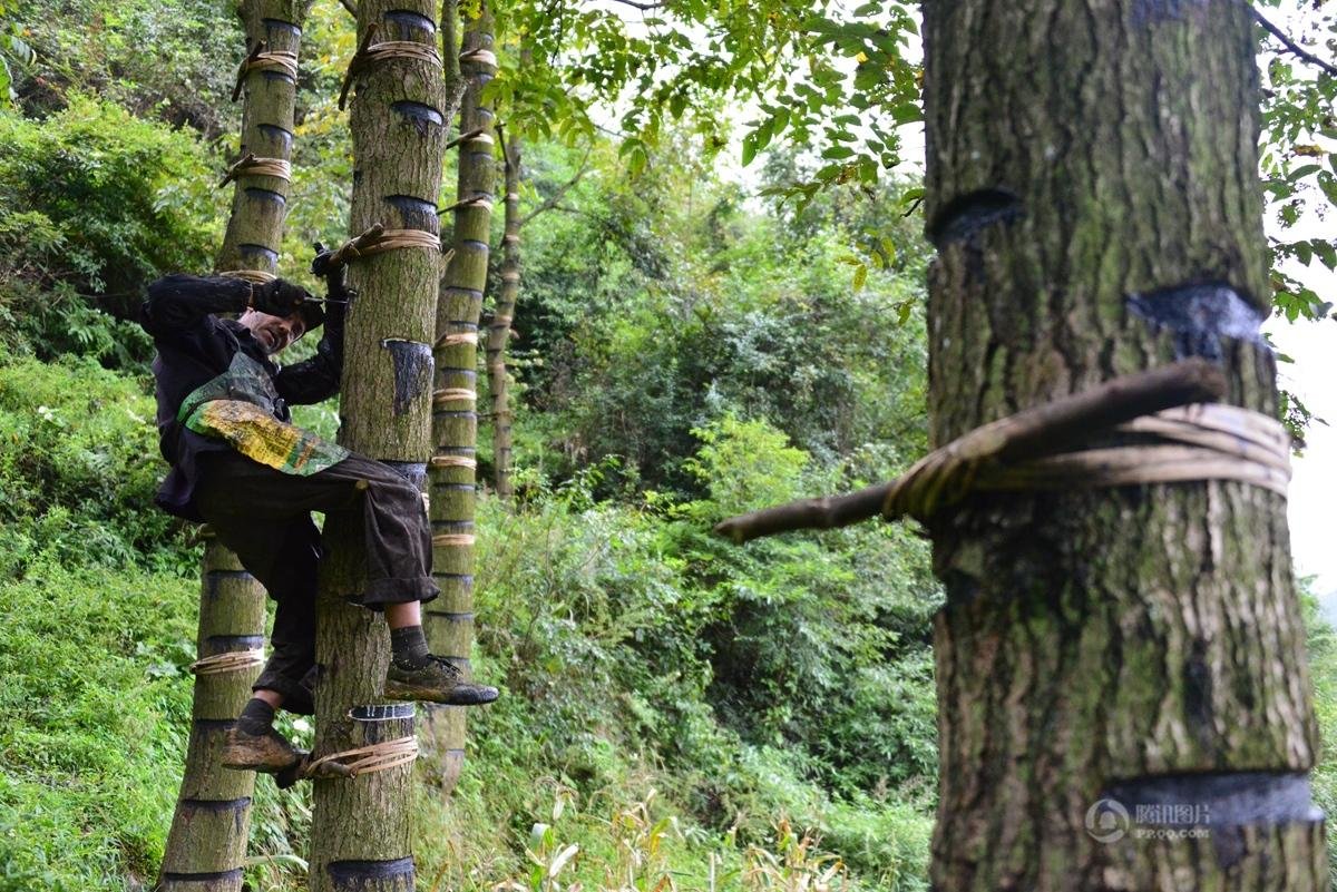 生漆有什么致癌成分吗,生漆的五大缺点