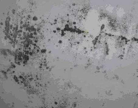 房屋开裂墙壁发霉怎么办,房子发霉怎么彻底解决