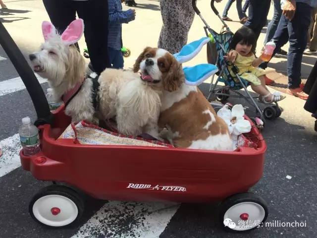 戛纳网红,戛纳的网红们
