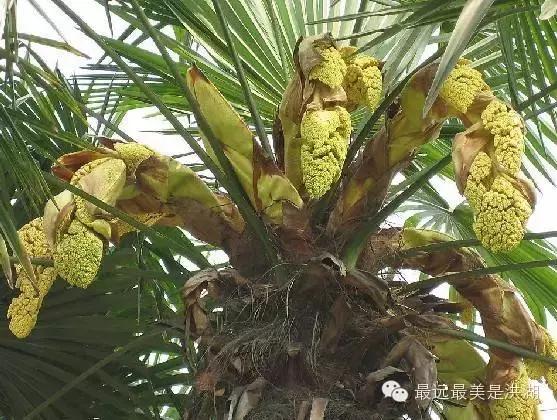 农村随处可见的野草,农村随处可见的草也能卖