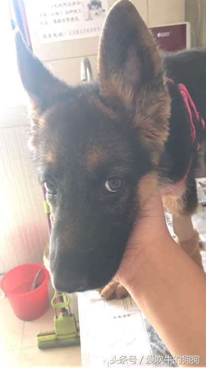 细小治愈全过程,细小治愈后的后遗症