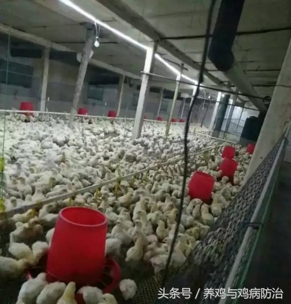 养鸡场专用灯带,led养鸡专用灯带