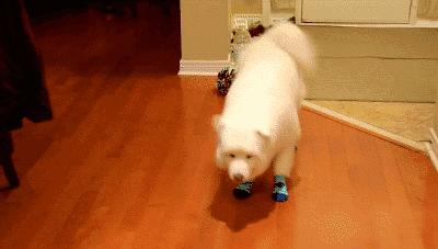 白醋可以给狗狗洗耳朵吗,狗狗的耳朵怎么洗干净