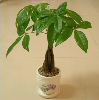 发财树在家怎么摆放才会真的发财,发财树长得这么好为什么不发财
