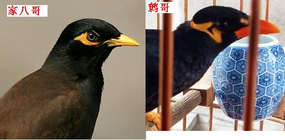 雏鹩怎么喂养,宠物鹦鹉饲养教程