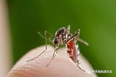 疱疹性荨麻疹怎么治丘疹性荨麻疹,荨麻疹儿科