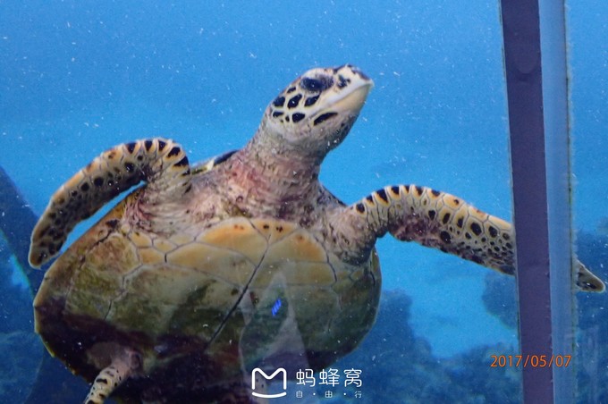 蜜月胜地之马尔代夫,马尔代夫水下餐厅芙拉瓦丽