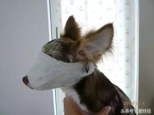 爱妖经｜给主子一个蒙眼神器，玩你想玩不敢玩的play