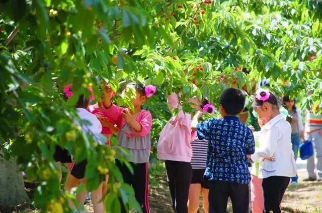 北京已开园的樱桃园,2024樱桃园开放时间