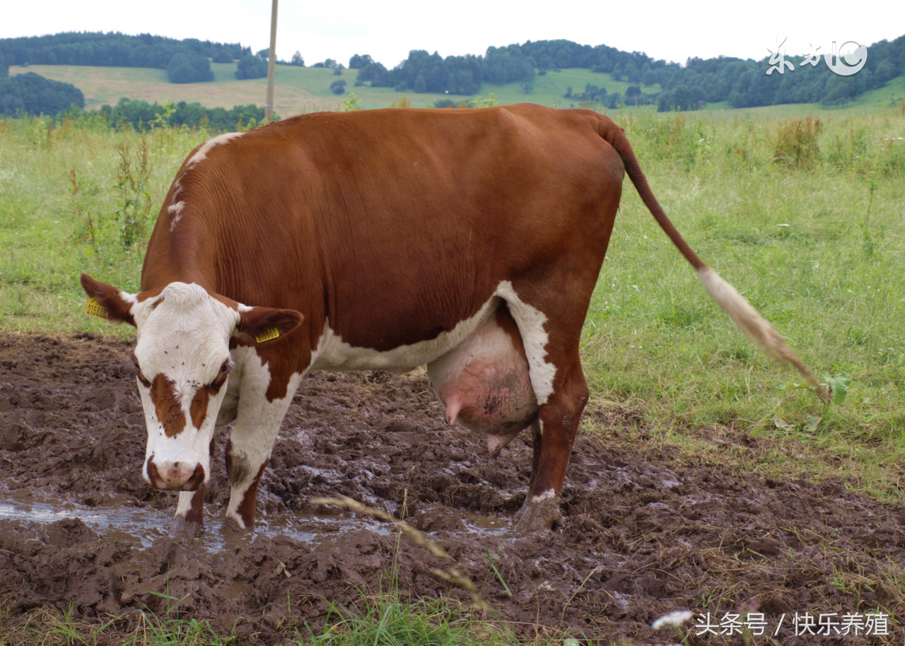 母牛产犊后不吃料,母牛产完犊不吃草是怎么回事