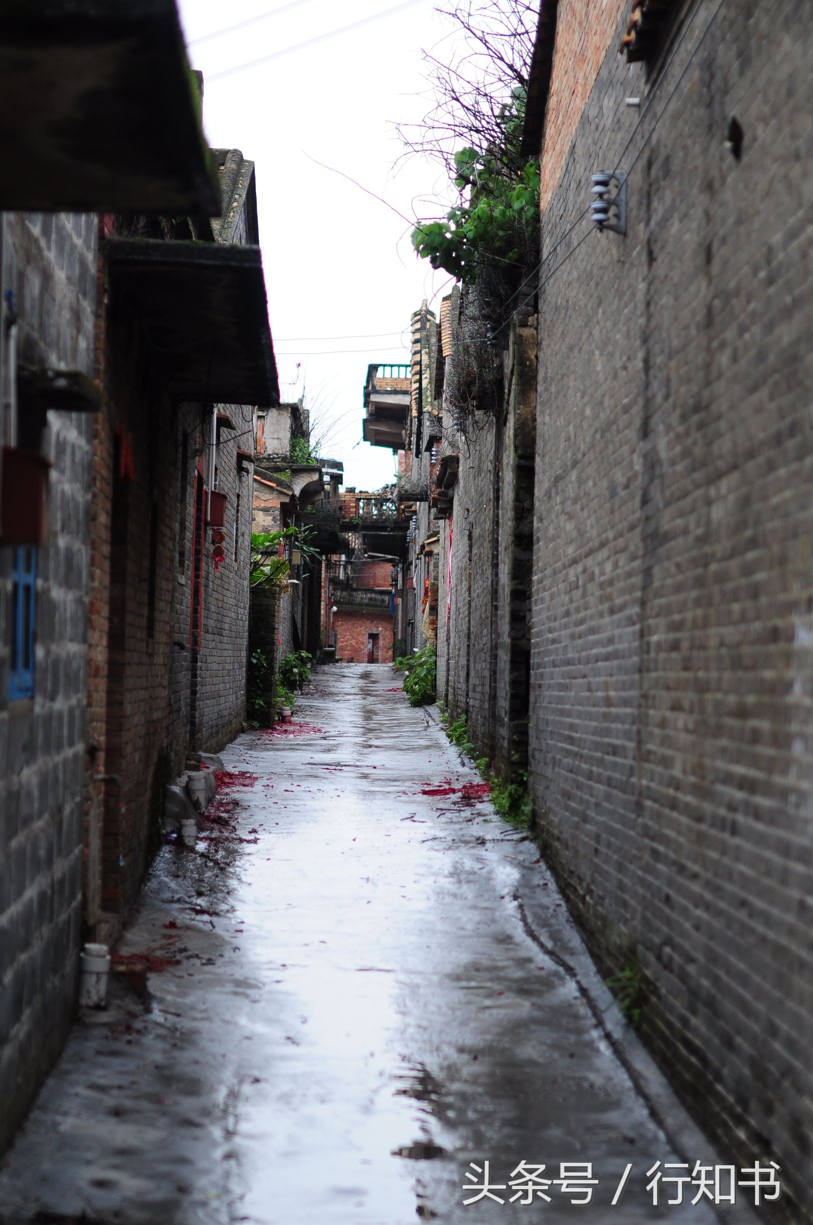 深圳旅游必去十大景点动物园,广州一日游最佳去处动物园