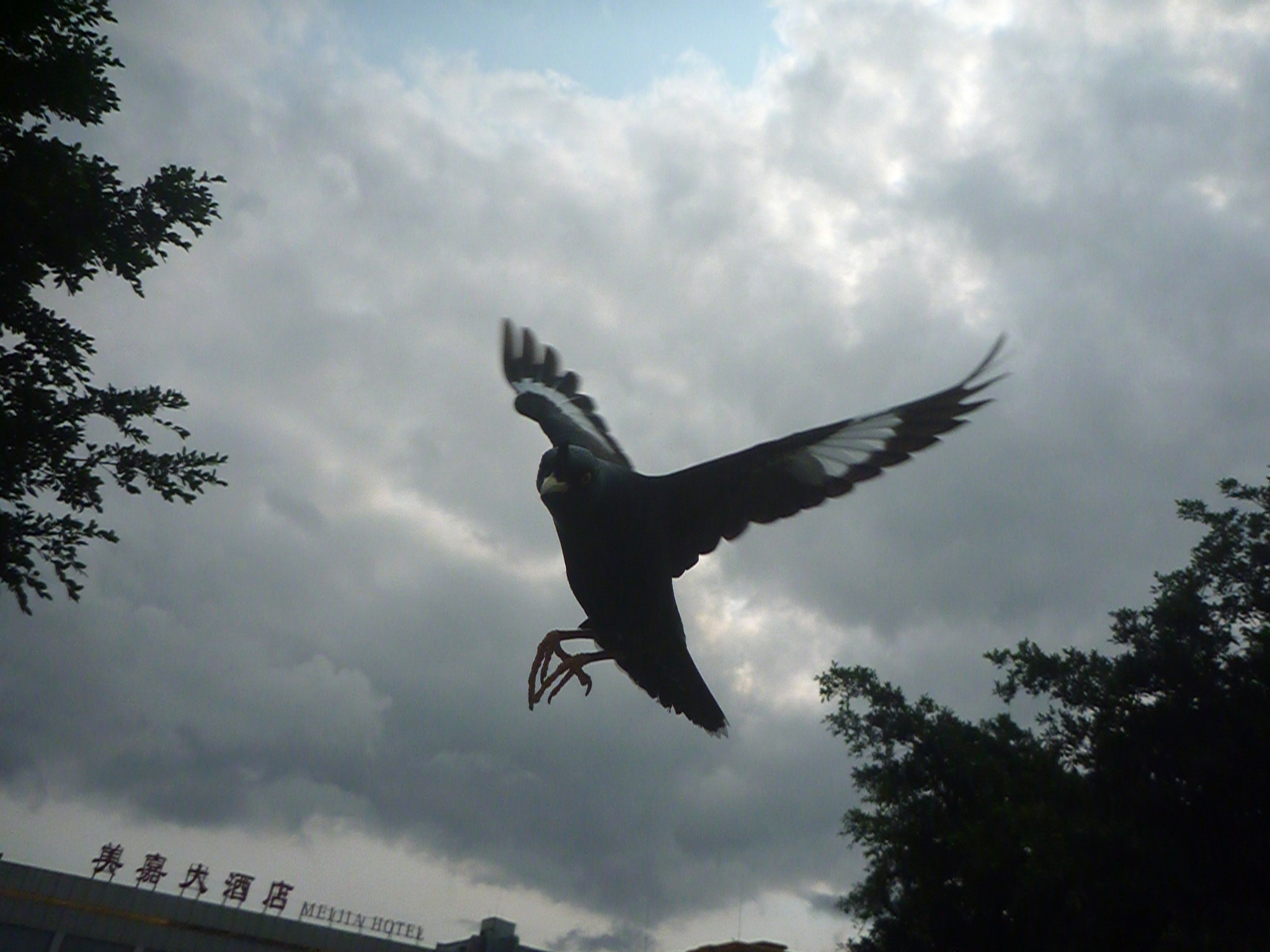 雏鹩怎么喂养,宠物鹦鹉饲养教程