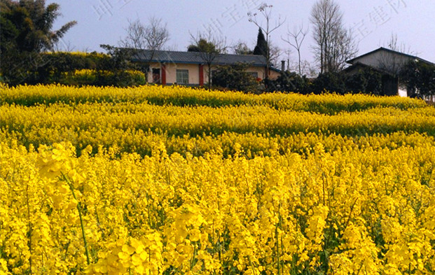 树脂瓦新农村改造项目,树脂瓦的市场前景