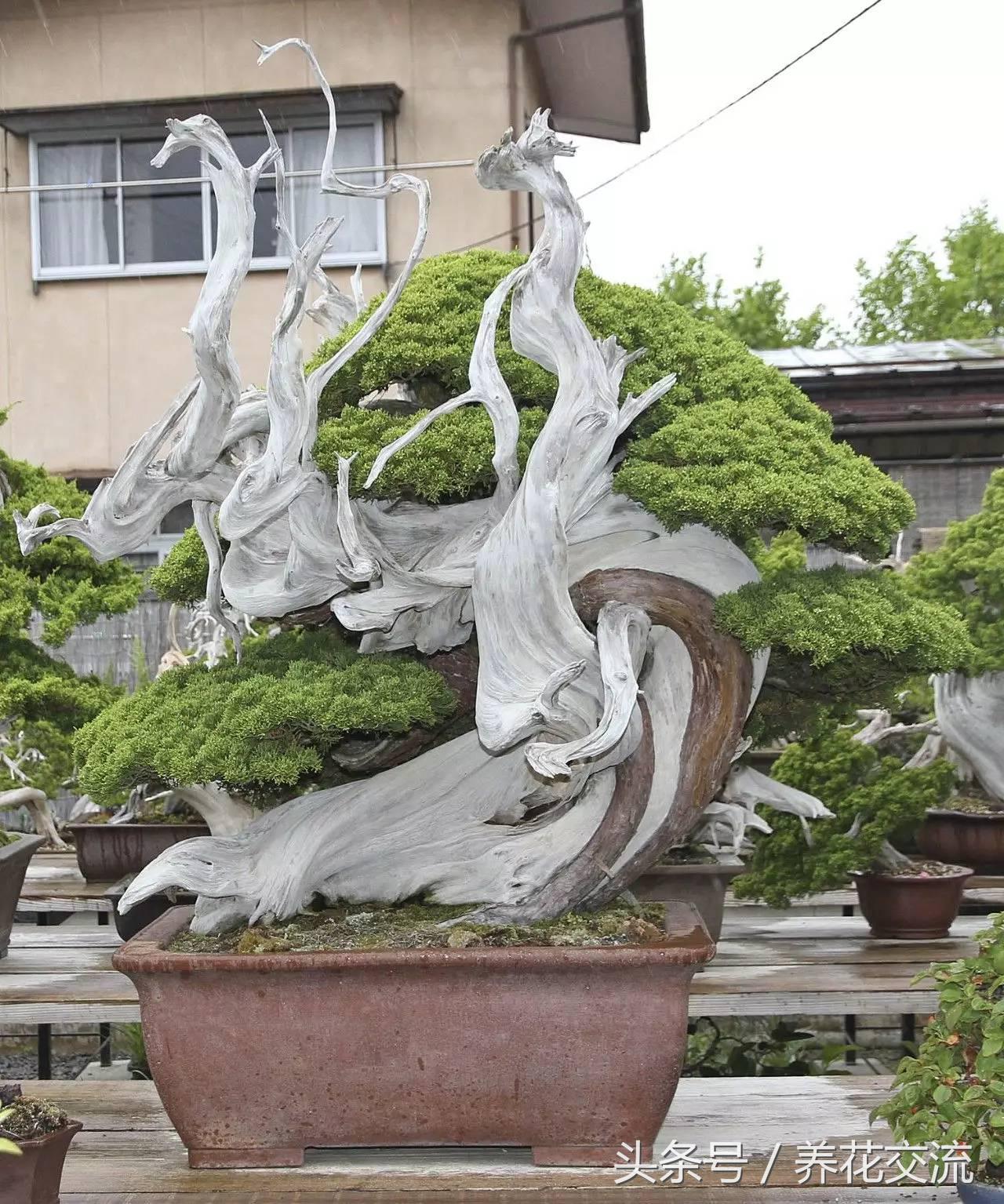 石榴盆景整形修剪时间,赤楠盆景整形修剪方法图解