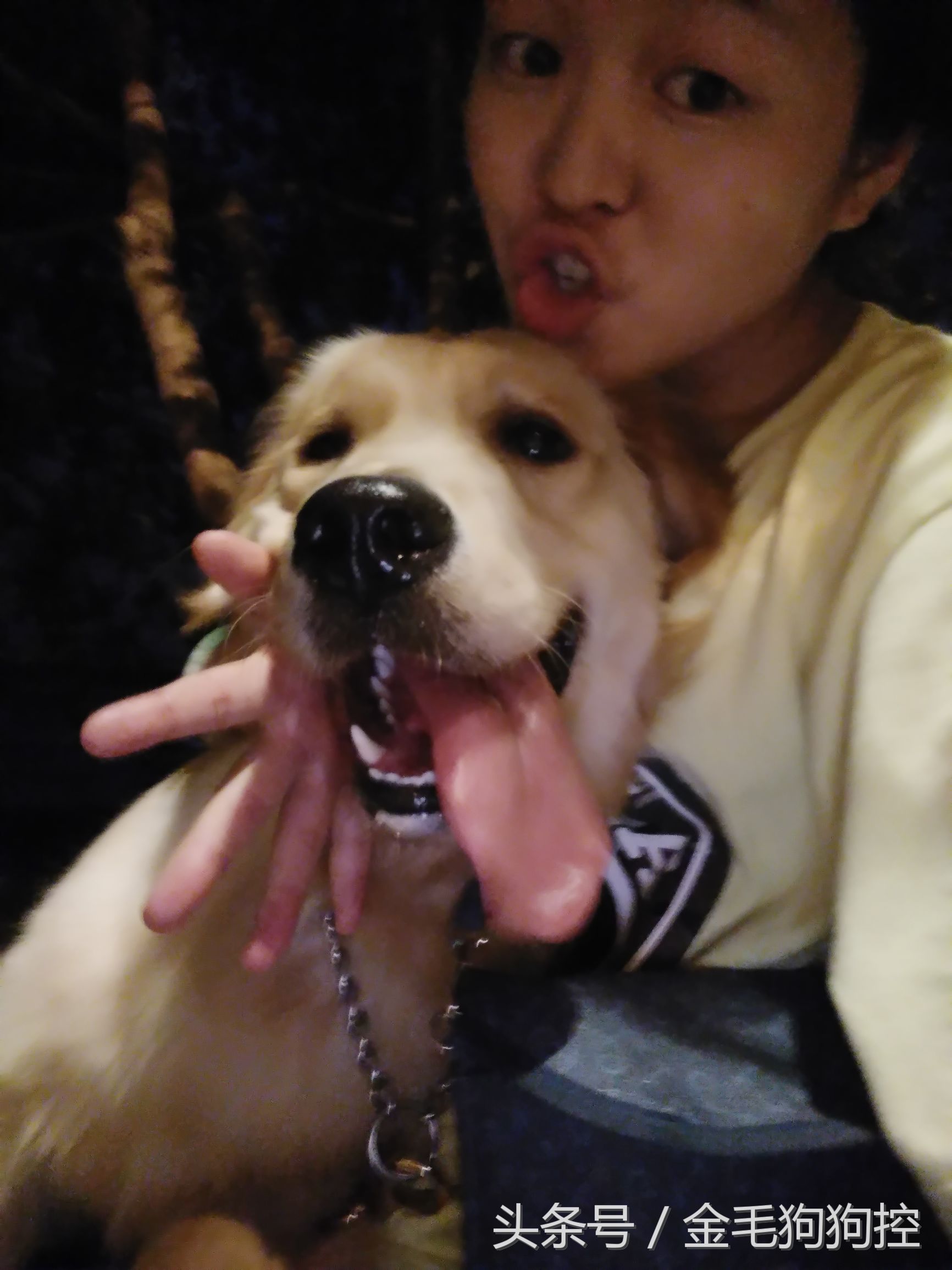 女主人和金毛妹妹组合四连拍 二逼女主人和宠物狗成长记