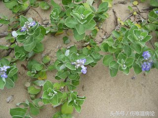 山东济南的当地药材，以章丘为主系列之七蔓荆子，柴胡，葛根