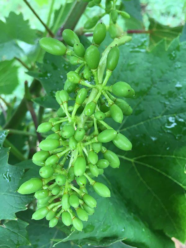 七星女王葡萄的优点和缺点,七星女皇葡萄简介