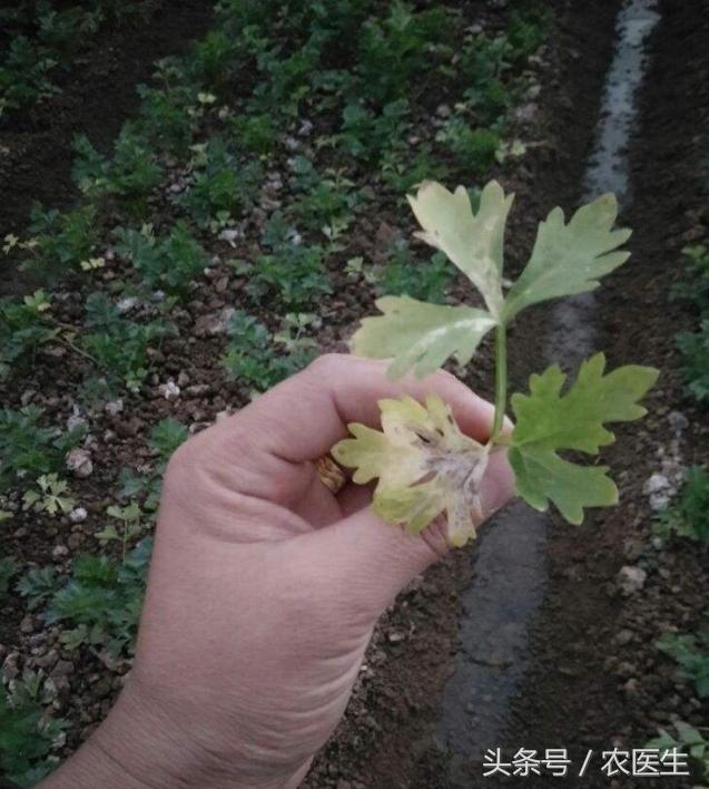 茄子灰霉病的最佳防治方法,茄子灰霉病打什么药好