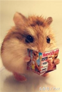 仓鼠求偶的正确方法,萌宠推推