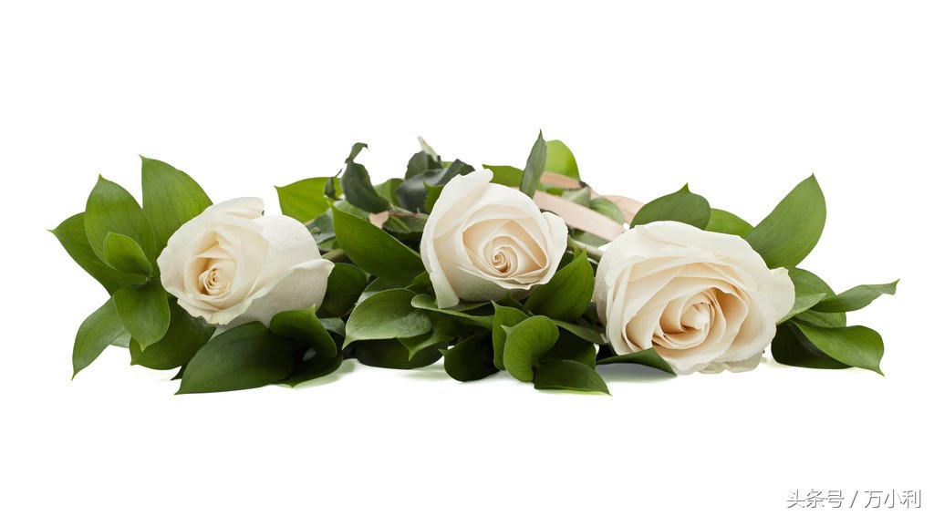 520送花文字表达,520送花花语玫瑰