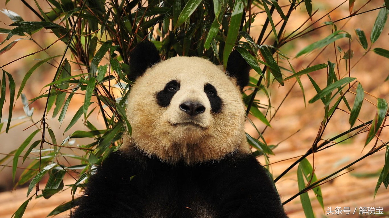 建筑行业一般计税分包增值税计算,一般计税方法应纳税额的计算