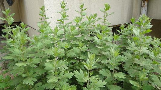 艾叶泡水喝有什么作用和功效,艾叶泡水喝有什么功效和作用