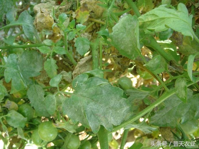 番茄表面有白霜怎么办,番茄染衣服怎么办