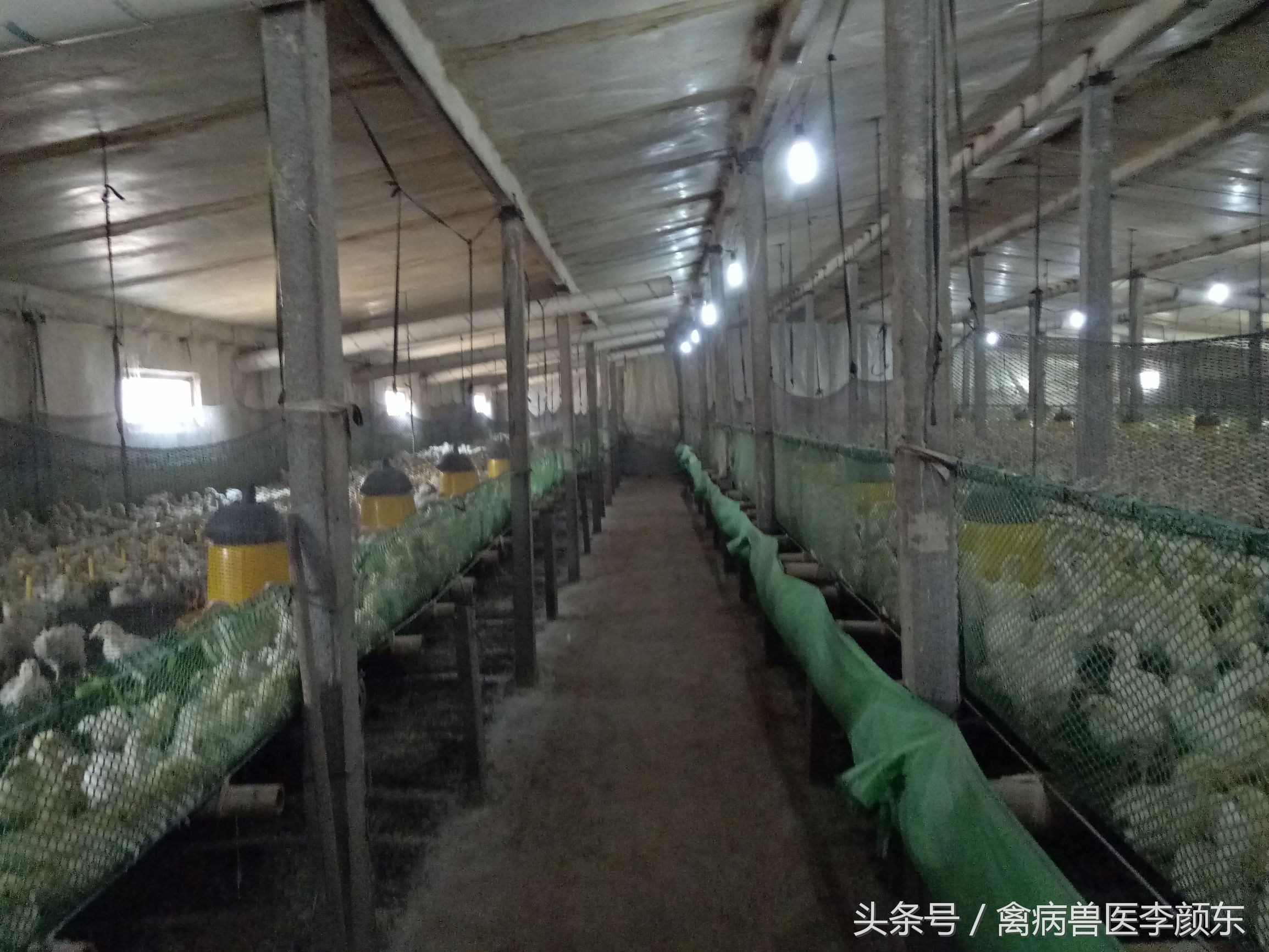 夏天养鸡防暑小妙招,夏天养鸡怎么防止热应激