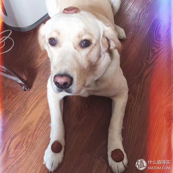 简单训犬小技能,简单学训犬