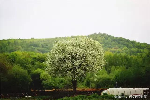 走进森林空气格外清新,走进天然氧吧呼吸新鲜空气