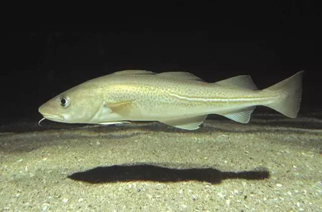 澳洲三种特别好吃的鱼,除了北冰洋还有什么洋