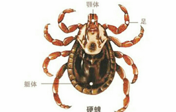 在蜱虫身体注射一氧化碳,蜱虫注入双氧水会怎么样