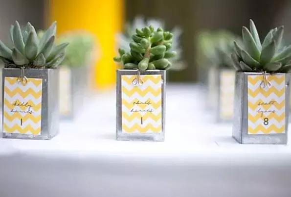 多肉化水叶片要不要摘下来,红宝石多肉掉叶子化水怎么办