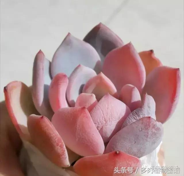 室内种多肉怎么防止腐黑,多肉防止腐黑药